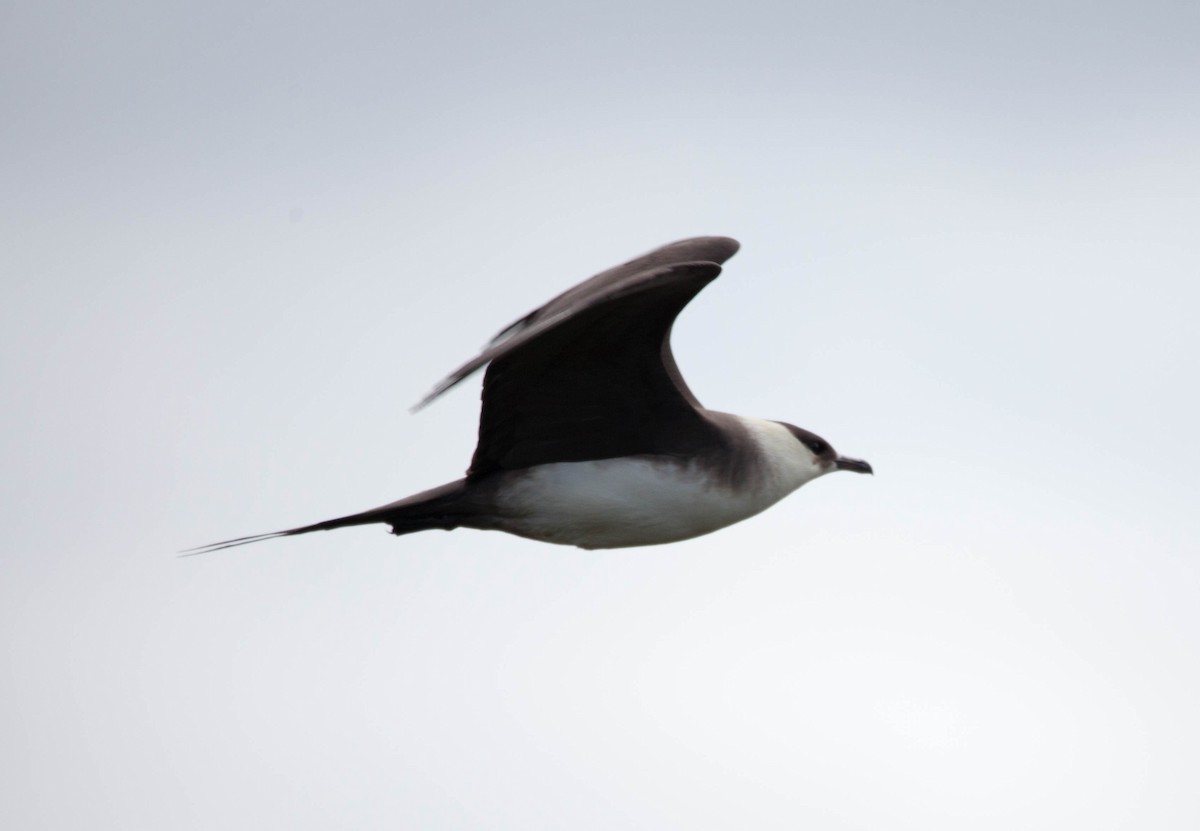 Parasitic Jaeger - Raymond  Birkelund