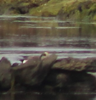 American Wigeon - Seán Walsh