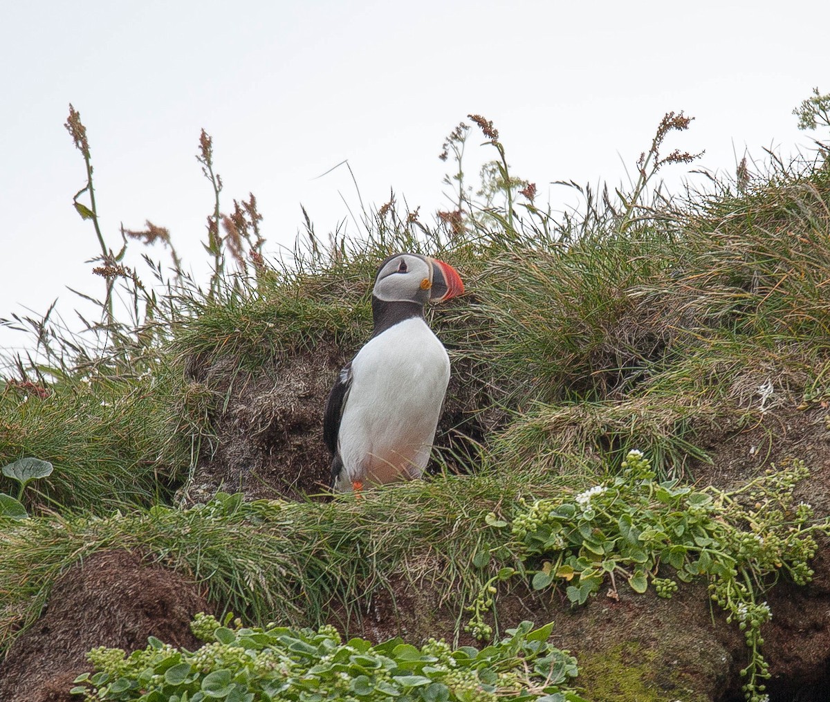 Atlantic Puffin - Raymond  Birkelund