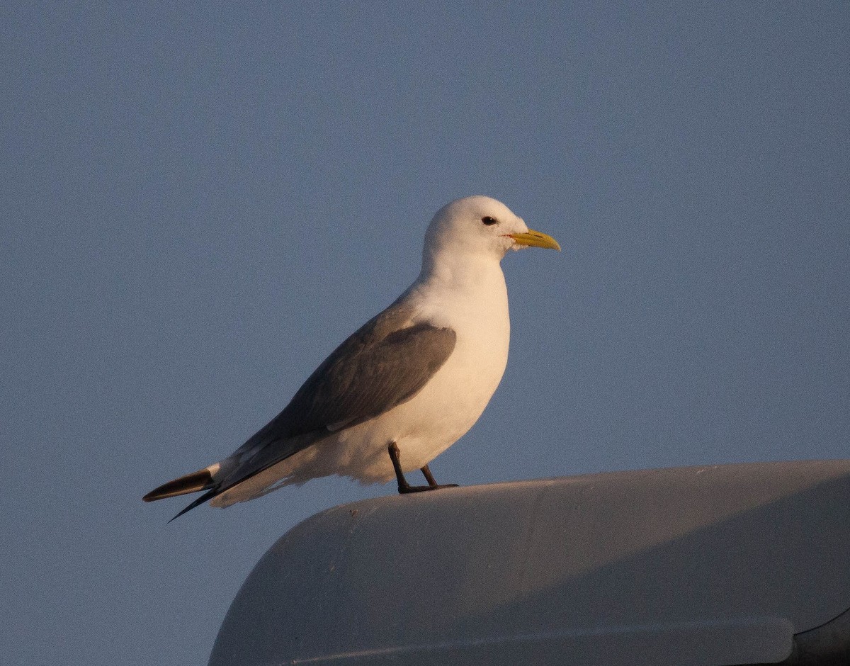 Black-legged Kittiwake - Raymond  Birkelund