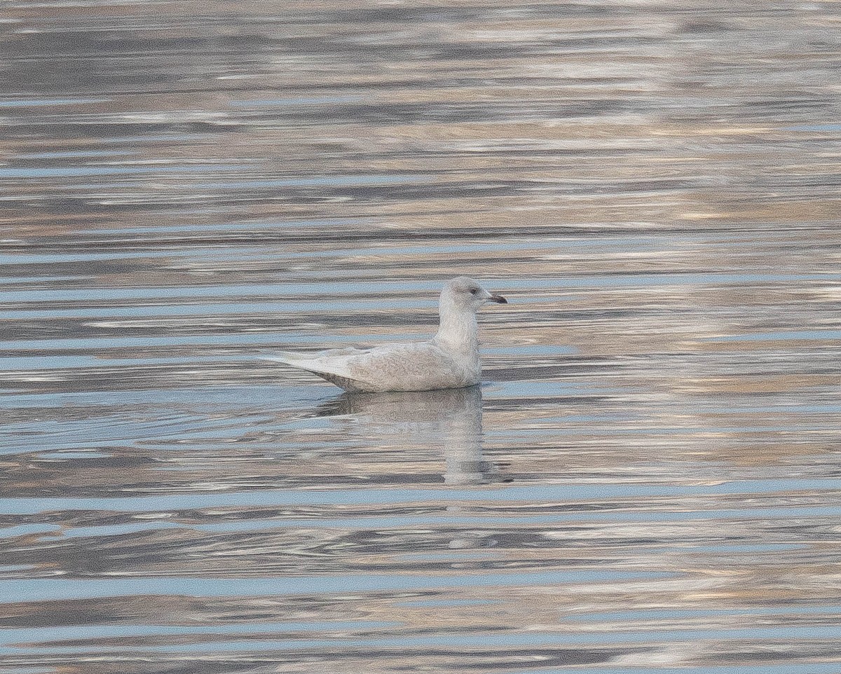 Iceland Gull - Raymond  Birkelund