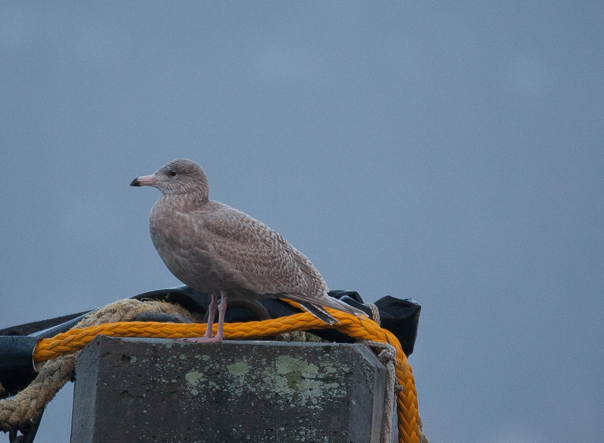 Glaucous Gull - ML180739971