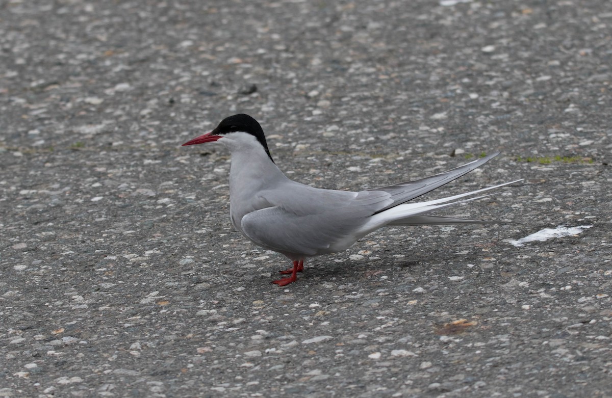 Arctic Tern - Raymond  Birkelund