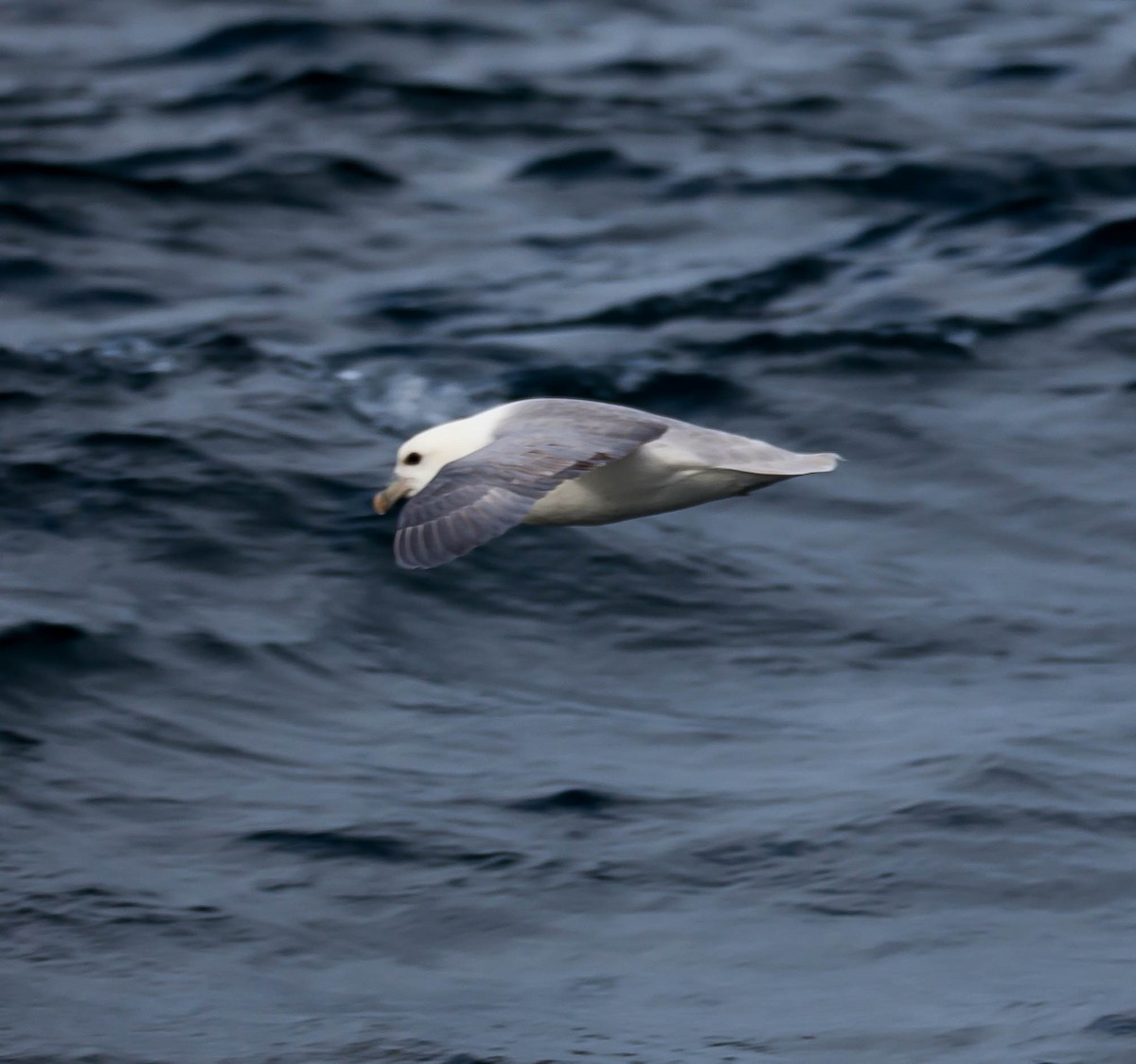 Fulmar boréal - ML180740701