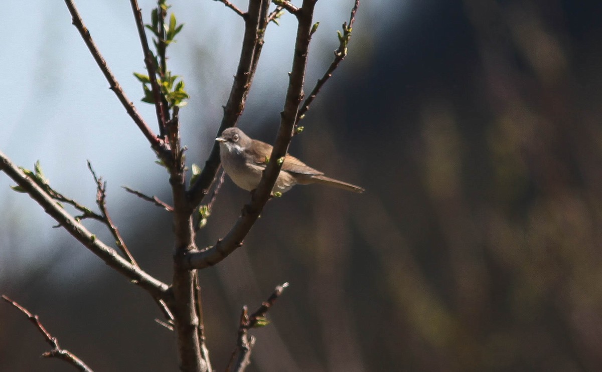 Greater Whitethroat - Raymond  Birkelund