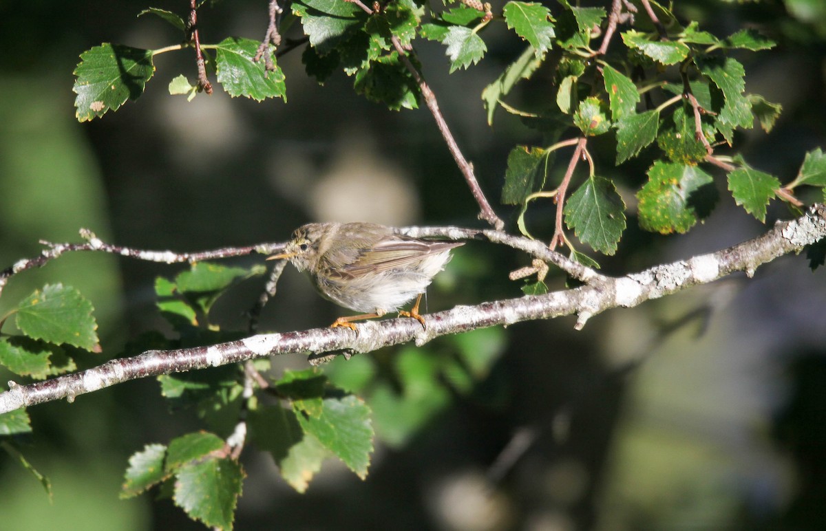 Willow Warbler - Raymond  Birkelund