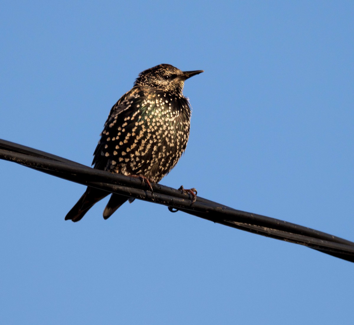 European Starling - ML180741661