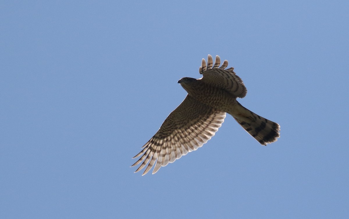 Eurasian Sparrowhawk - ML180741671