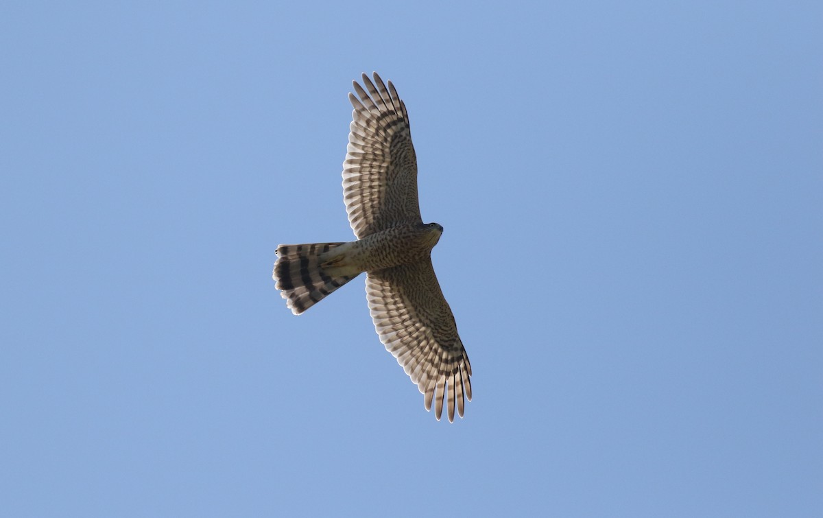 Eurasian Sparrowhawk - ML180741771