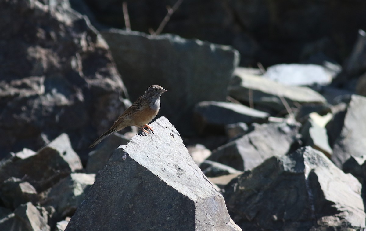 Godlewski's Bunting (godlewskii Group) - ML180741871