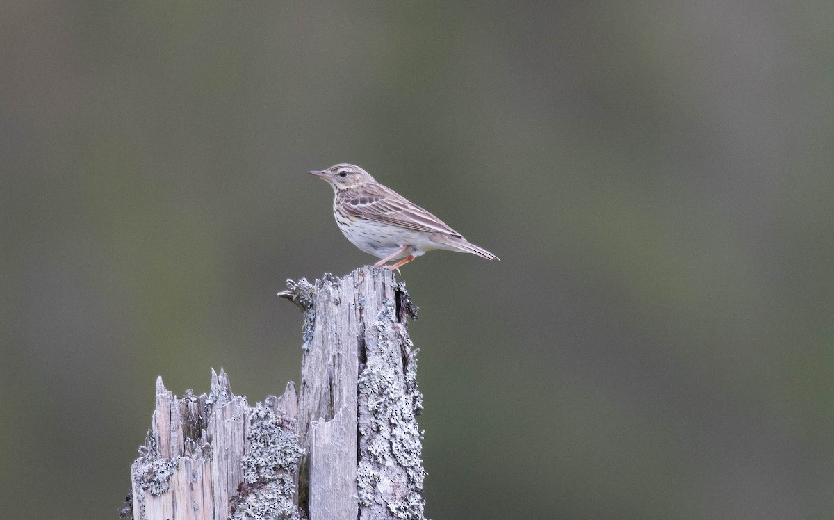 Tree Pipit - Raymond  Birkelund