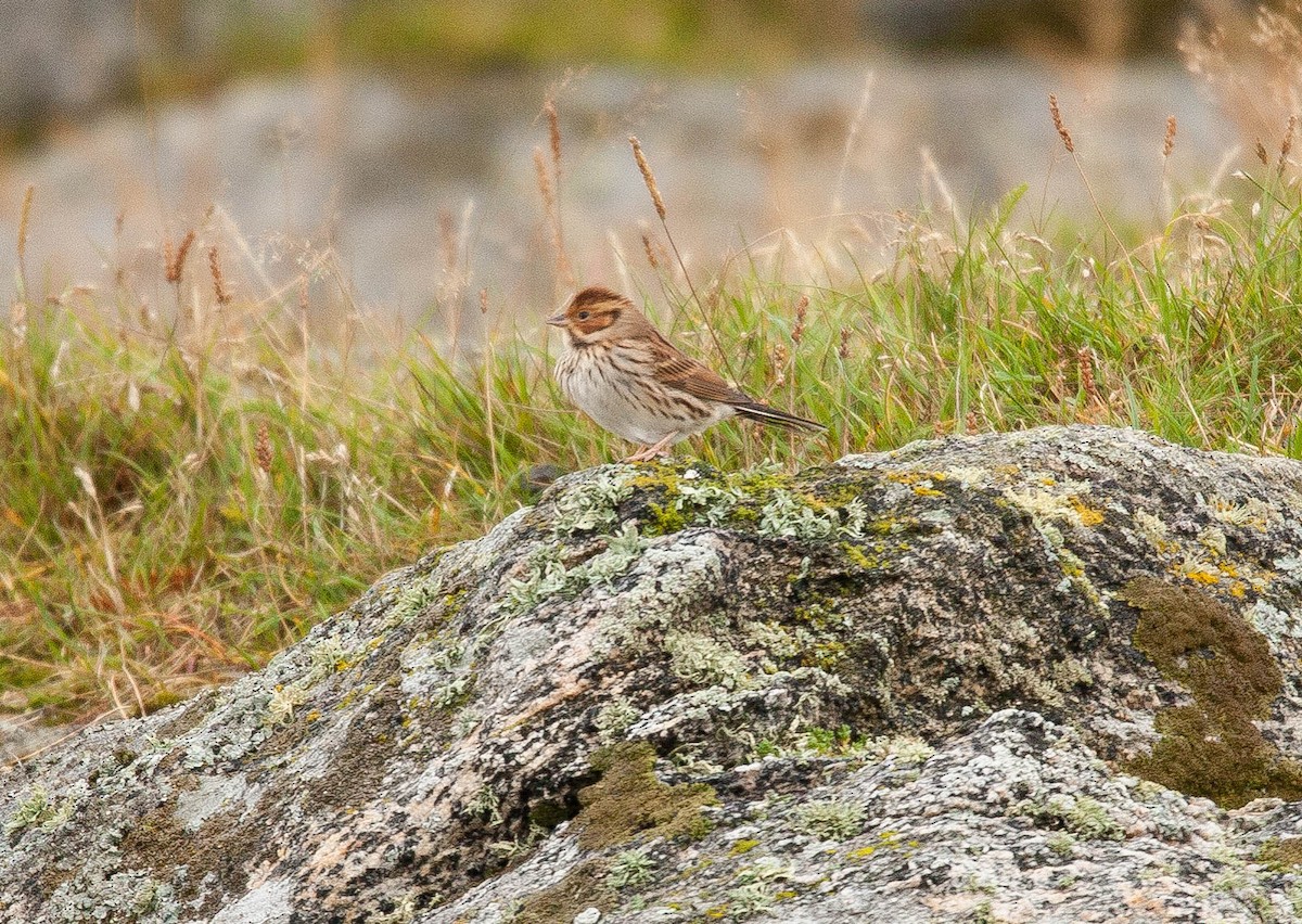 Little Bunting - Raymond  Birkelund