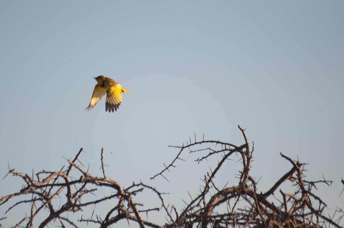 Pipit doré - ML180743571