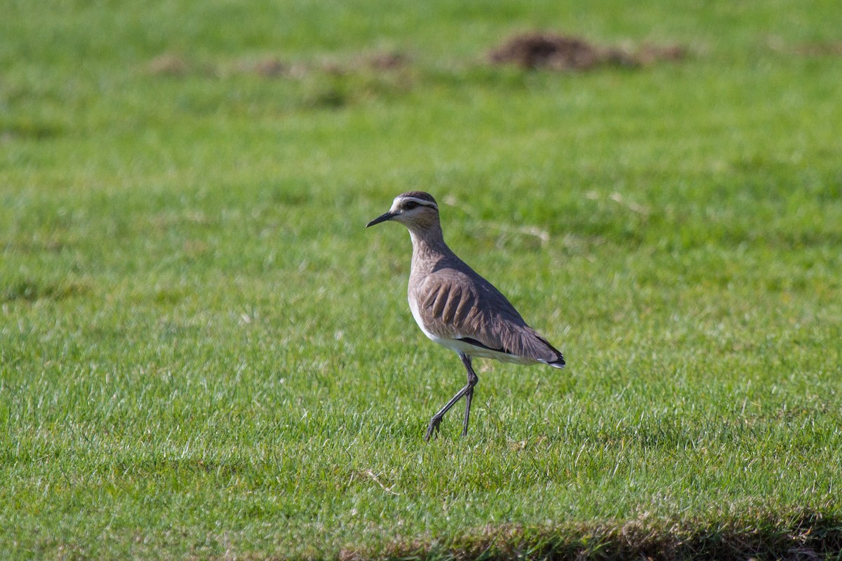 Sociable Lapwing - Tommy Pedersen