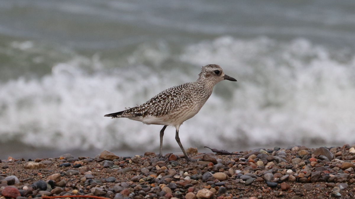 Black-bellied Plover - ML180748161