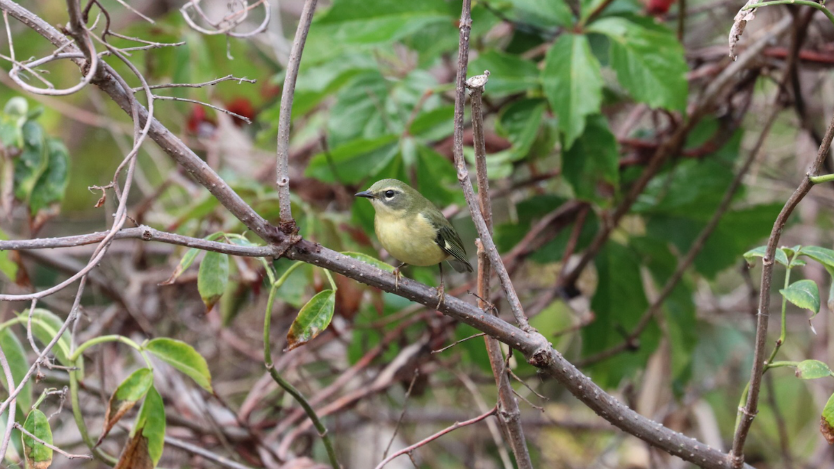 Black-throated Blue Warbler - ML180748251