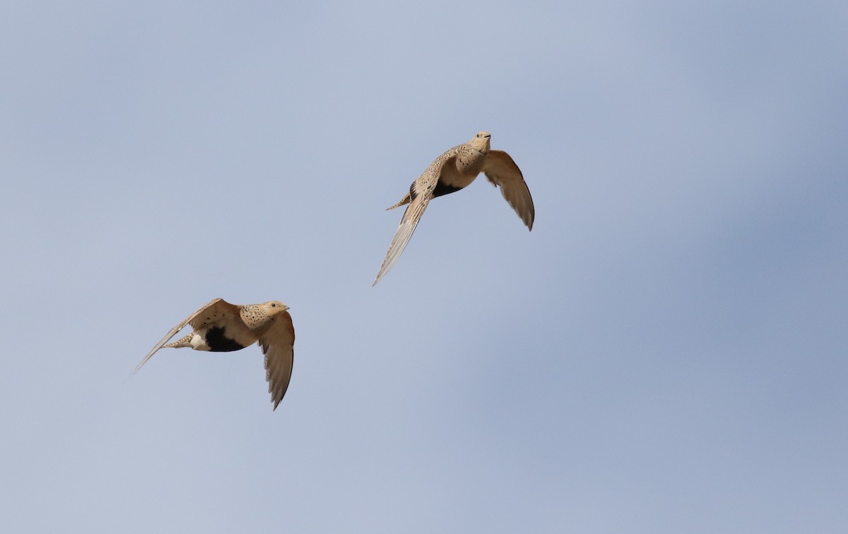 Pallas's Sandgrouse - ML180749431