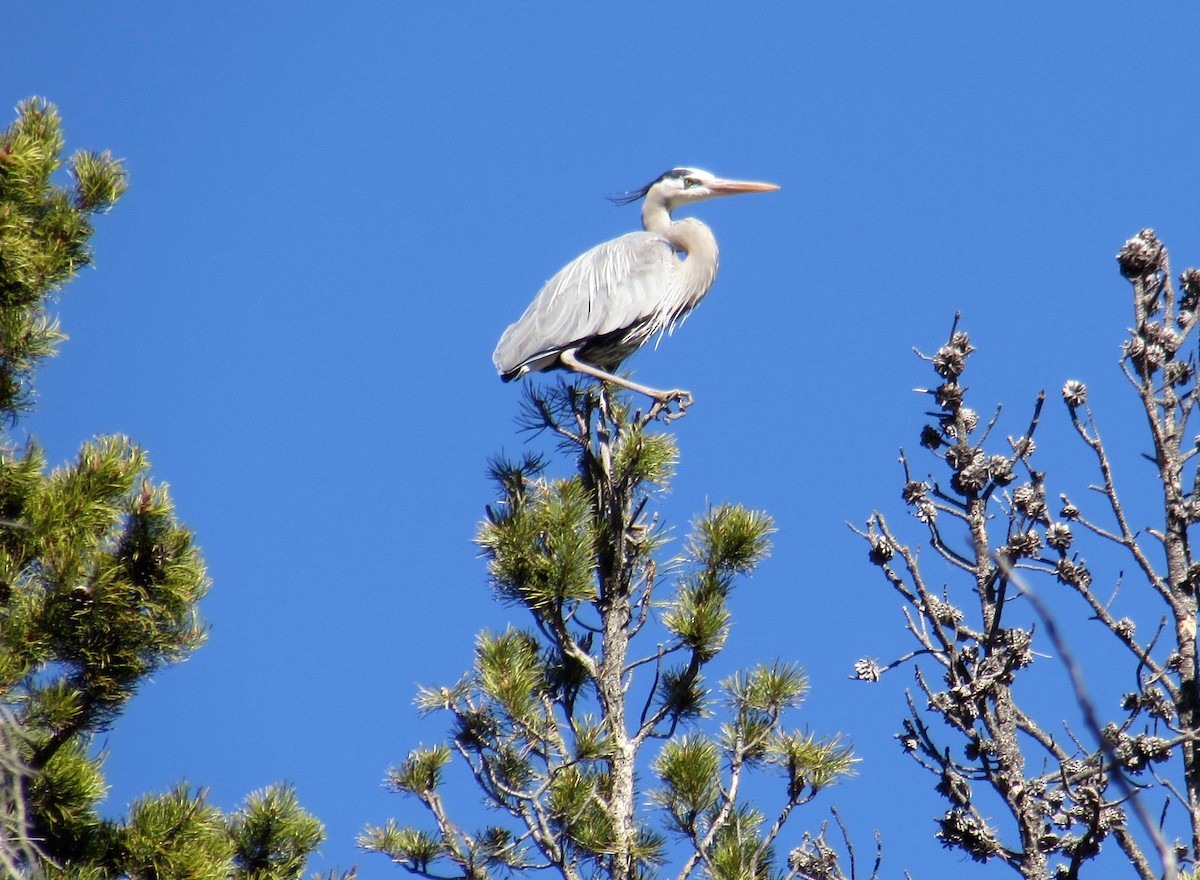 Great Blue Heron - Al Zerbe