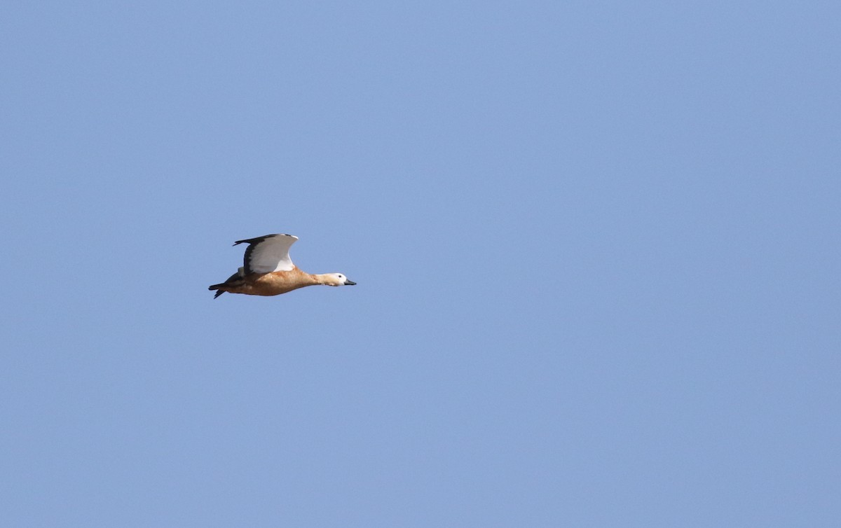 Ruddy Shelduck - ML180749701