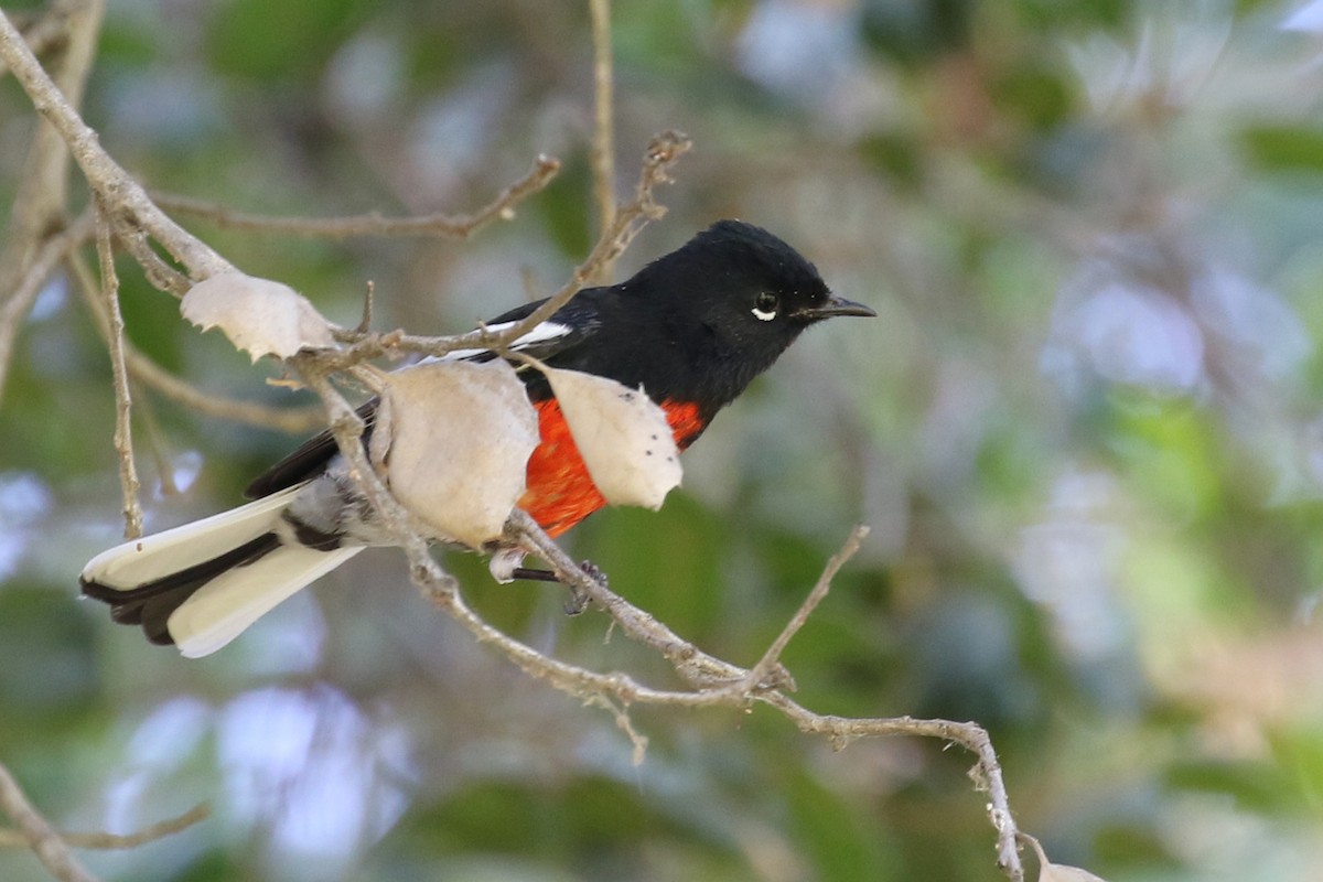 Painted Redstart - ML180752061