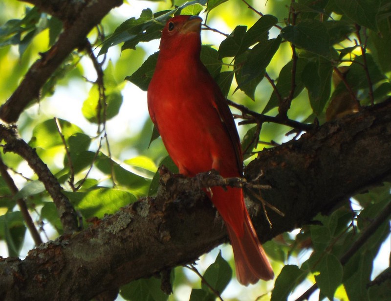 Summer Tanager - ML180753051