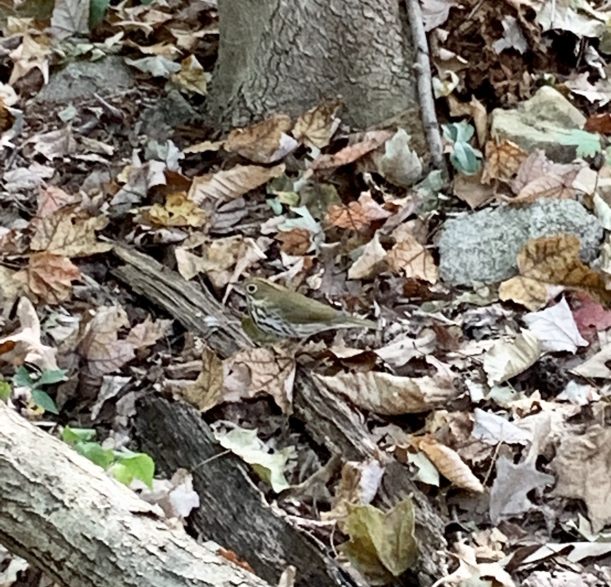 Ovenbird - ML180753971