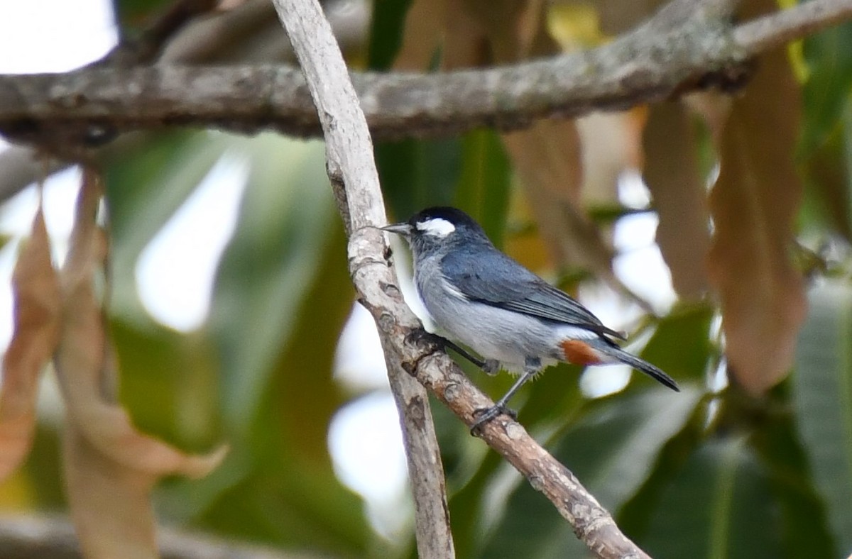 White-eared Conebill - Sebastian Lozano