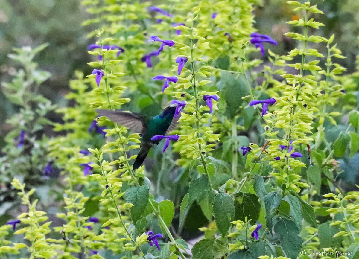 Mexiko-Veilchenohrkolibri - ML180754811