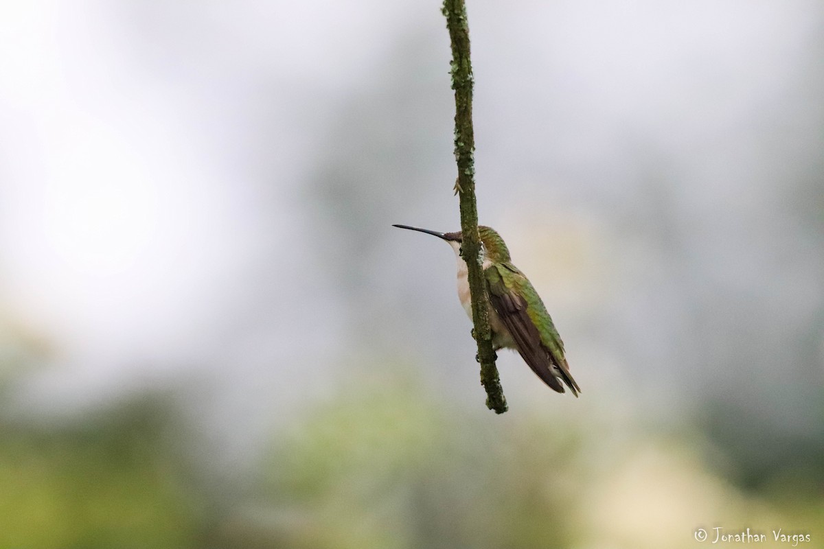 Colibri à gorge rubis - ML180754901