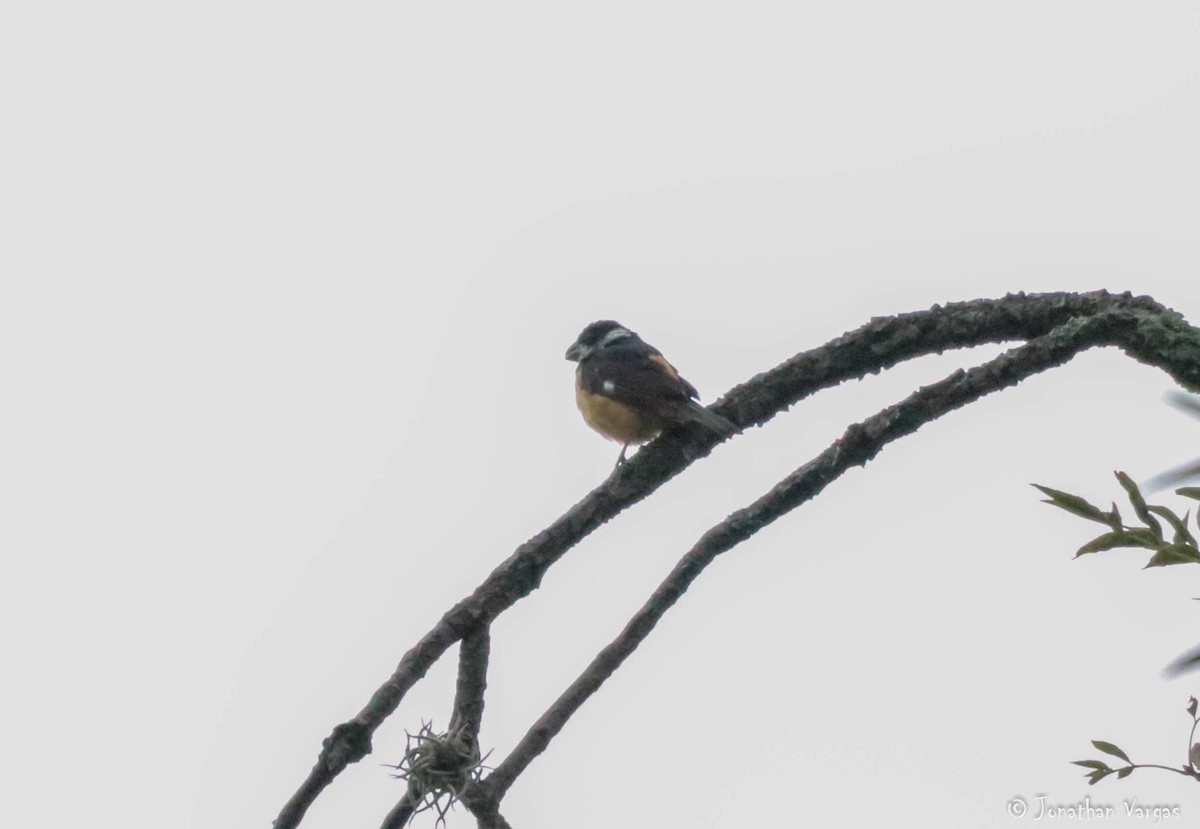 Cinnamon-rumped Seedeater - Jonathan Vargas