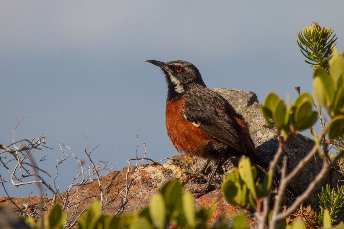 Cape Rockjumper - Tommy Pedersen