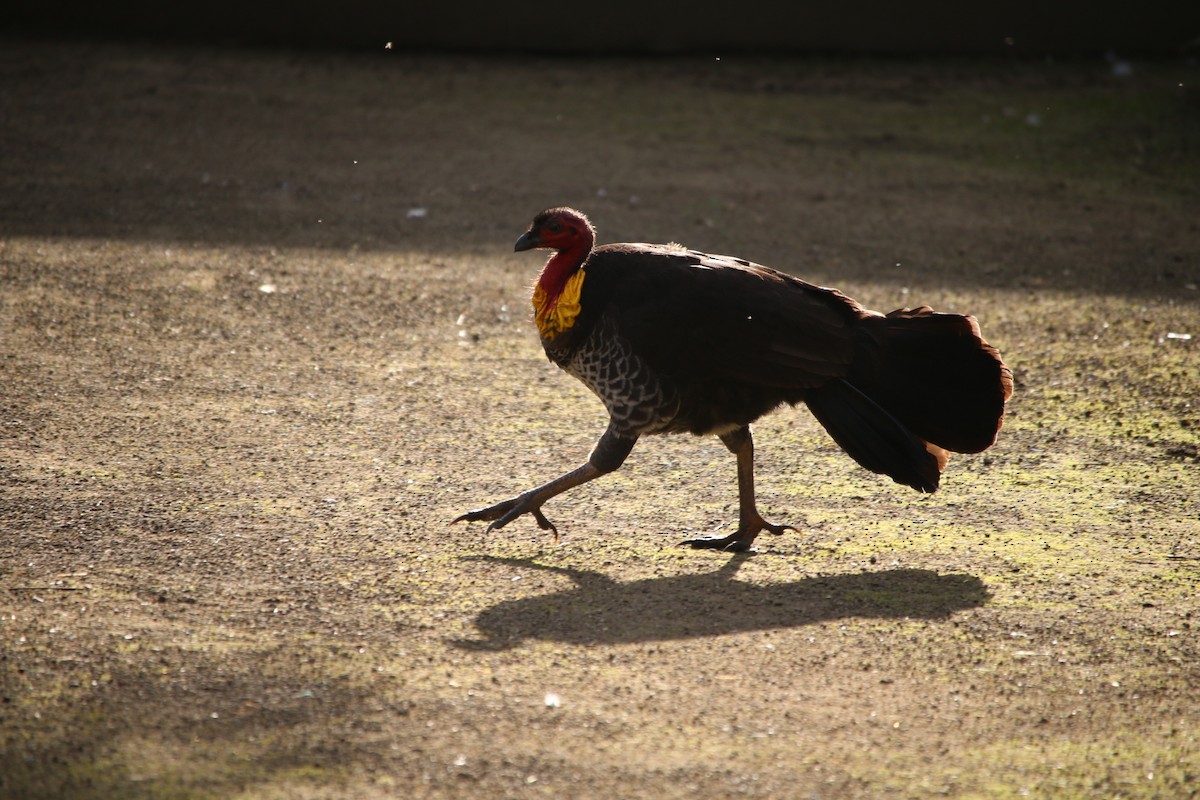 Australian Brushturkey - ML180756181