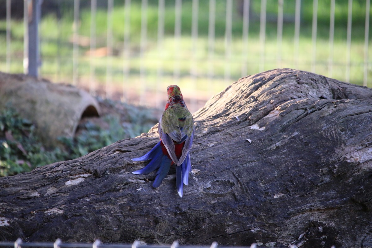 Crimson Rosella - Lindsey Mitchell