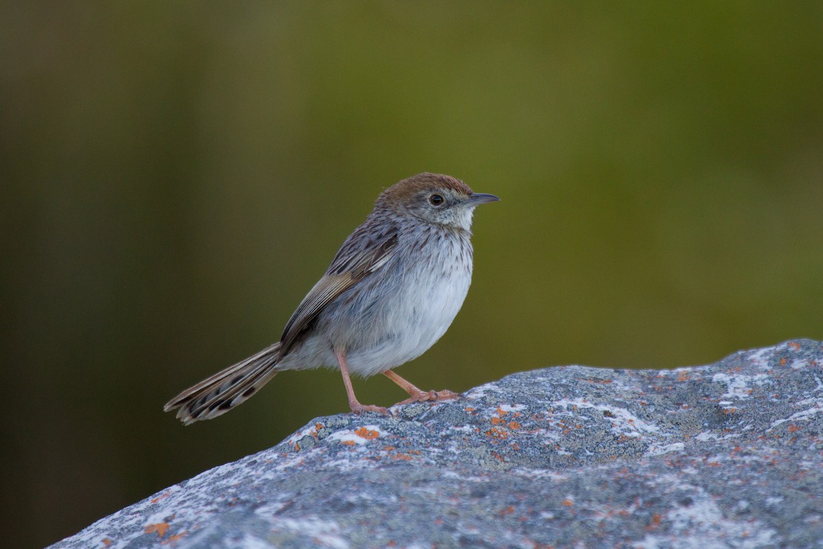 Gray-backed Cisticola - Tommy Pedersen
