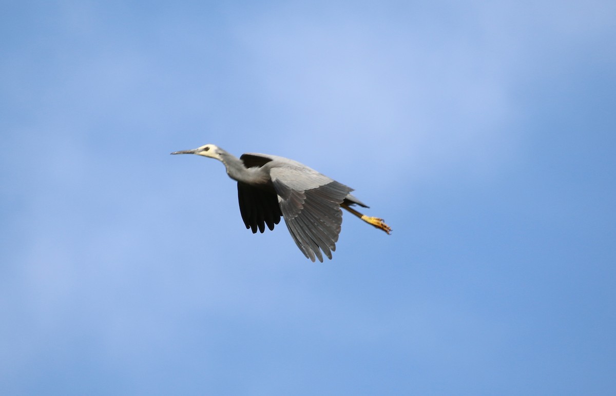 White-faced Heron - Lindsey Mitchell