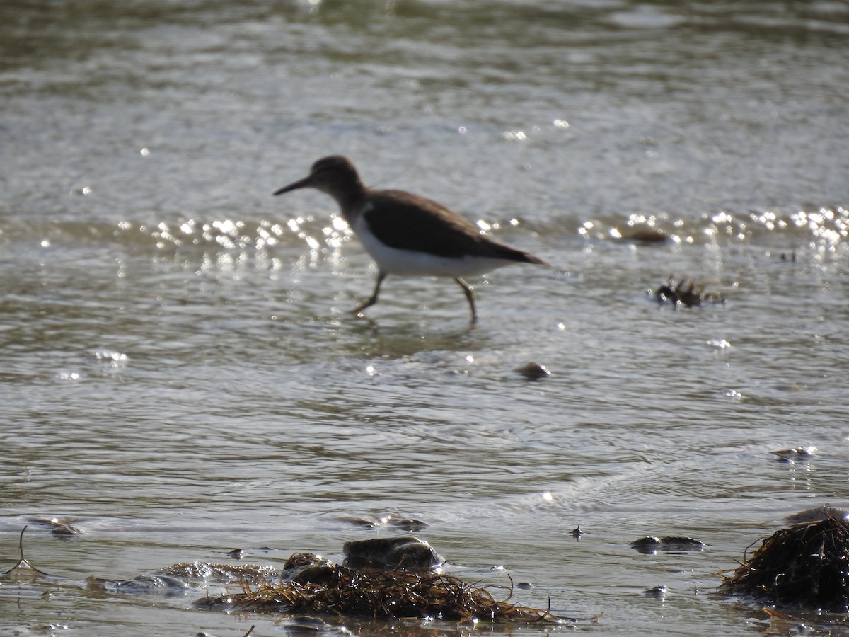Spotted Sandpiper - ML180758961