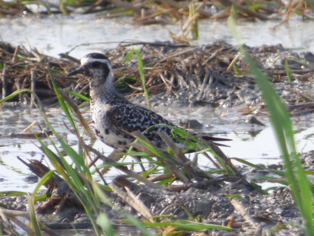 American Golden-Plover - ML180759701