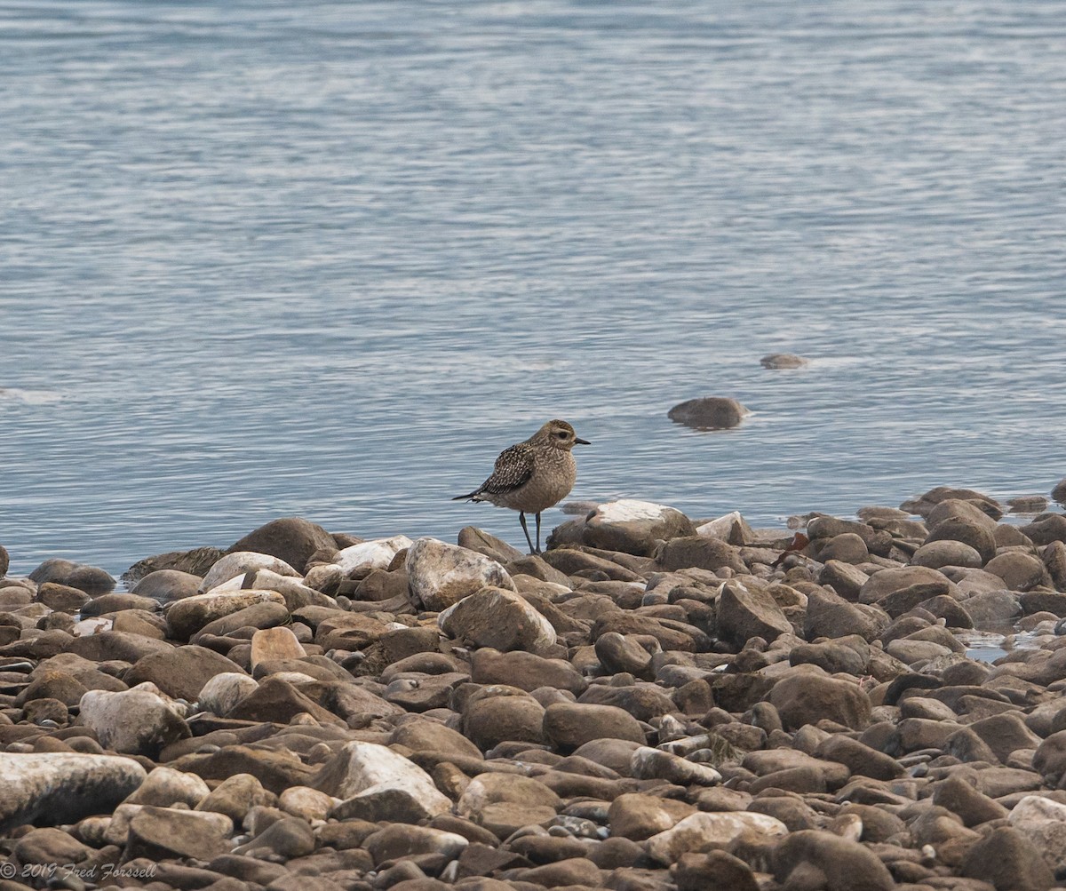 American Golden-Plover - Fred Forssell