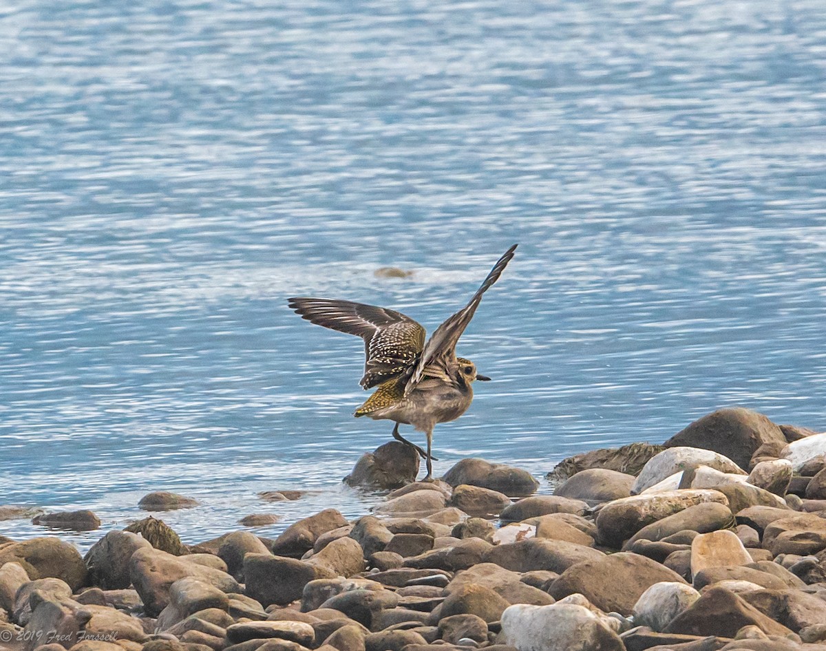 American Golden-Plover - Fred Forssell