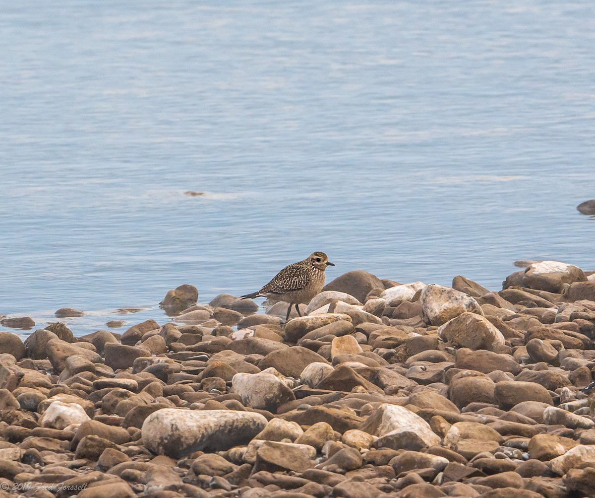 American Golden-Plover - Fred Forssell