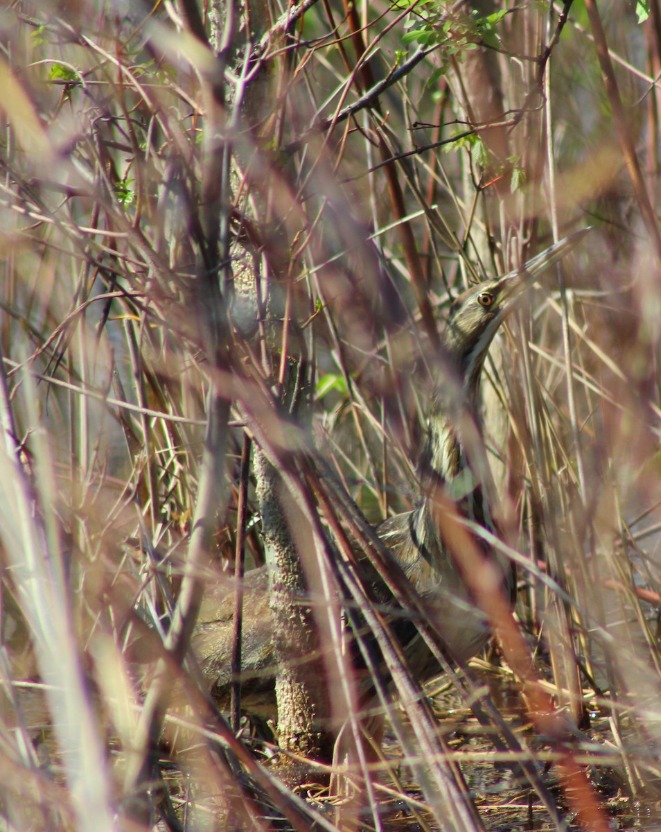 American Bittern - ML180761871