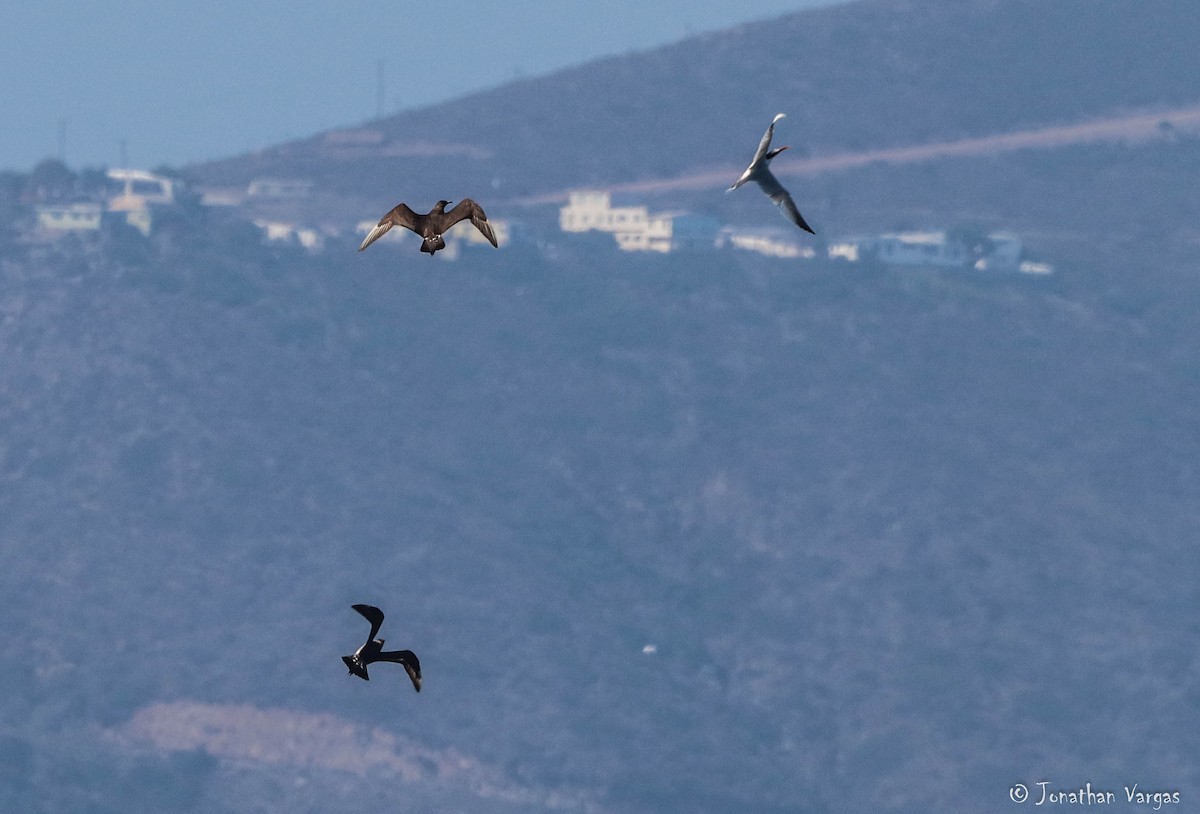 חמסן טפיל - ML180762541