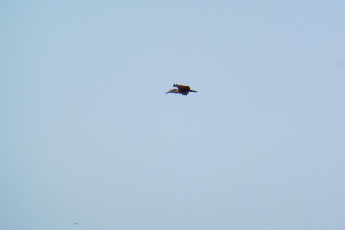 Black Heron - ML180763351