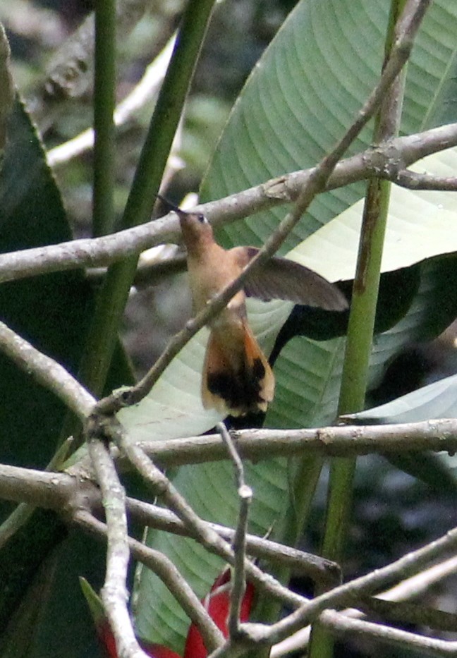 Rufous Sabrewing - Carlos Torrijos