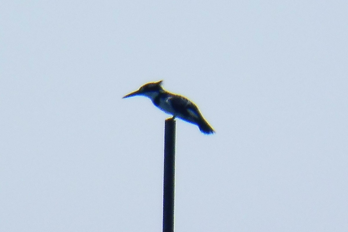 Pied Kingfisher - ML180763531