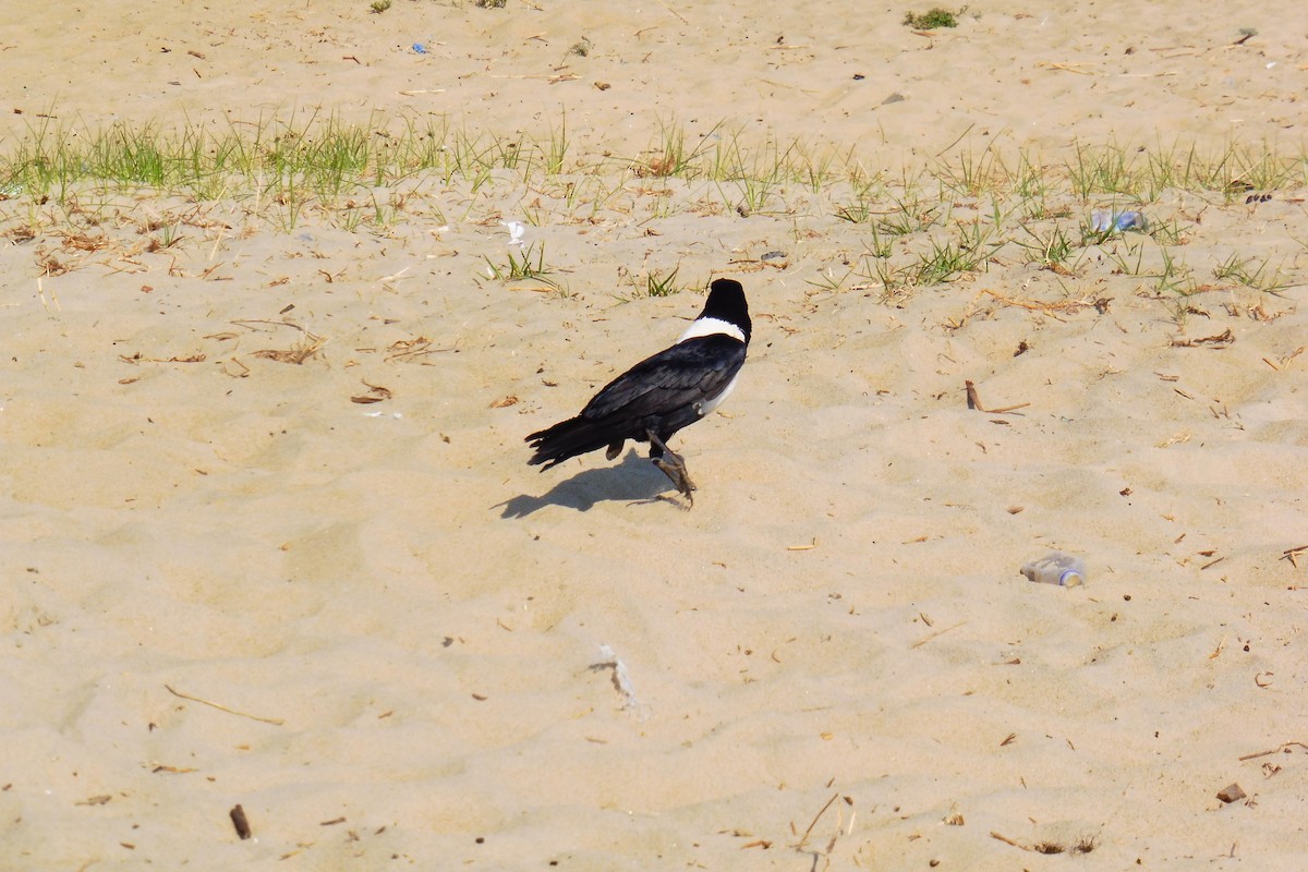 Pied Crow - ML180763651