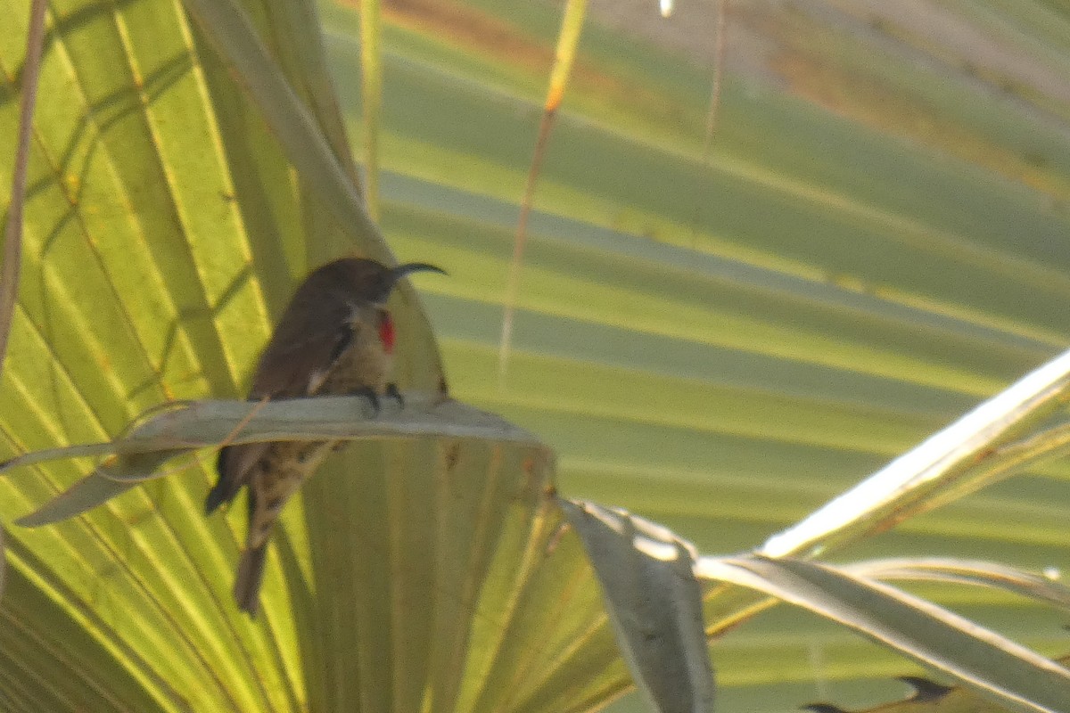 Scarlet-chested Sunbird - ML180764081