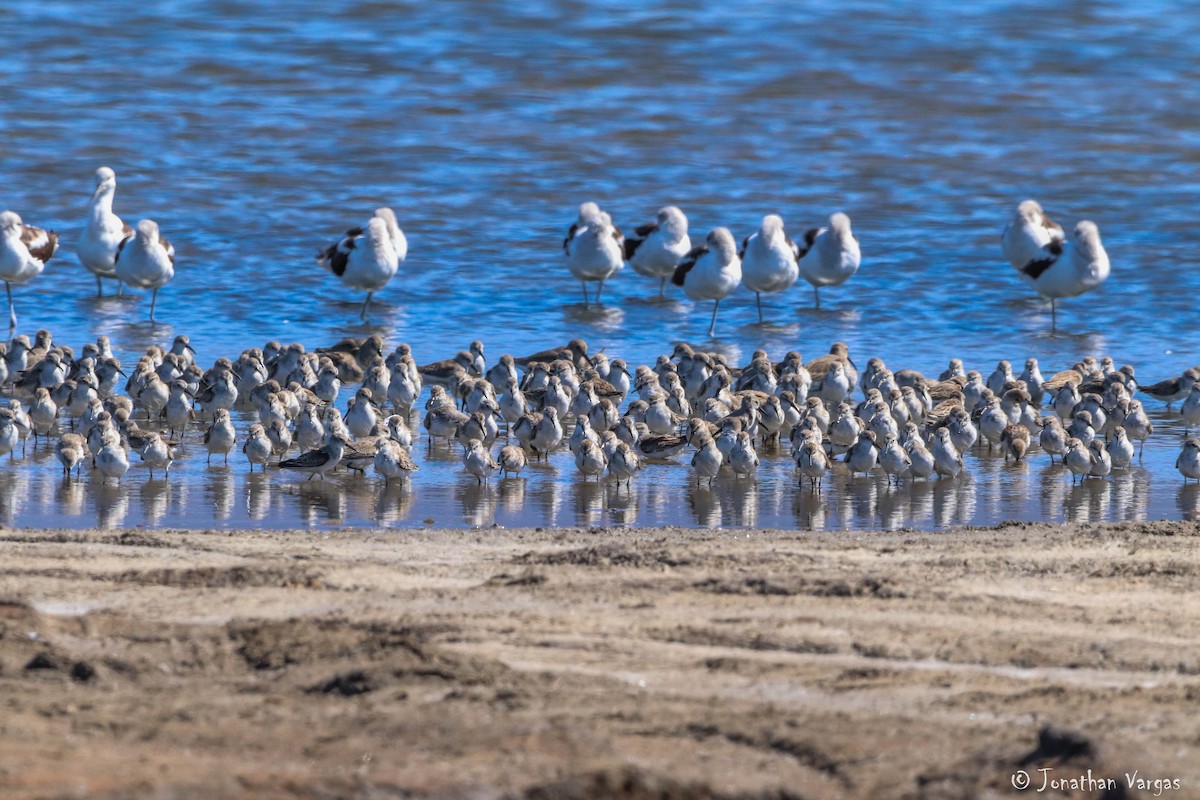 Western Sandpiper - Jonathan Vargas