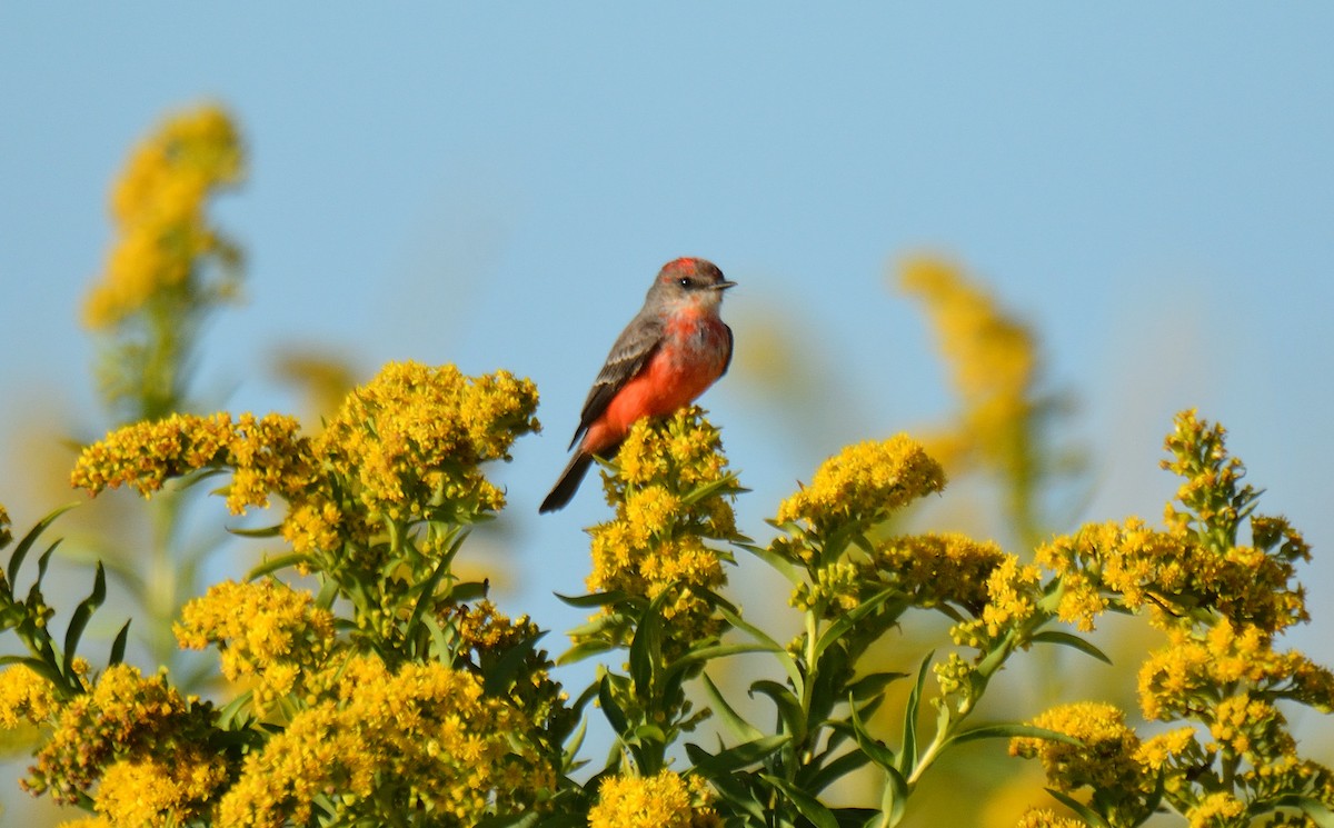 Vermilion Flycatcher - Jason Denesevich