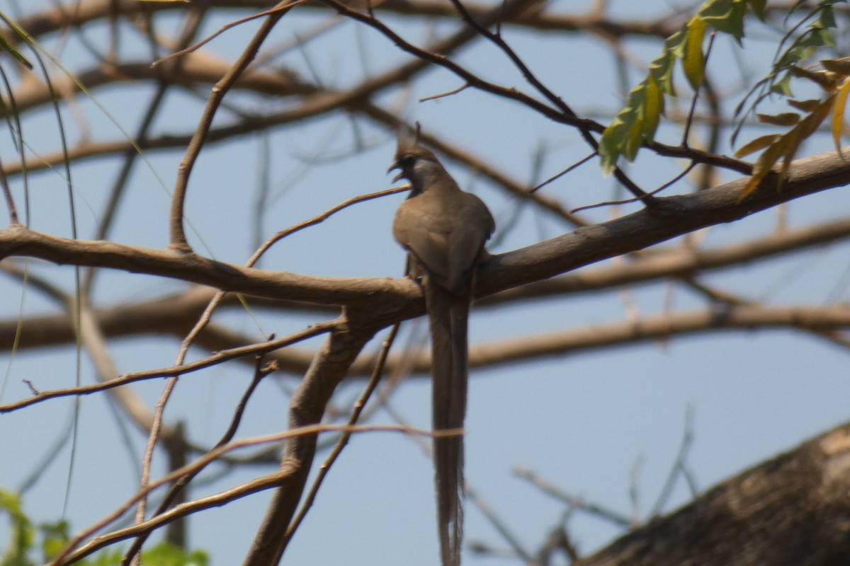 Gray Go-away-bird - ML180764831